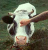 Venlo Cow